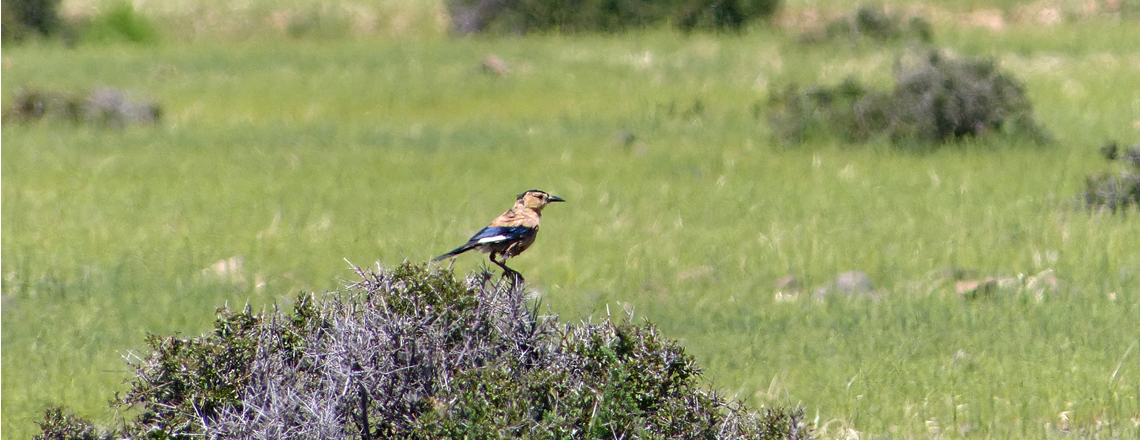Хуланжороо